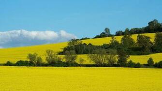 Yellow High Definition Wallpaper