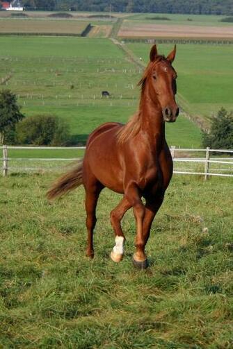 American Saddlebred Stock By Luda