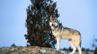 Wallpaper Wolf Pictures