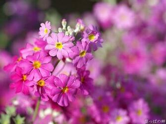 Small Pink Flowers Nature Wallpaper Flower