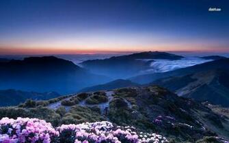 Alpine Flowers At Dusk Wallpaper Nature