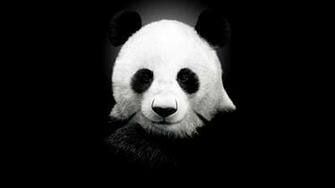 Giant Panda HD Wallpaper Desktop Image