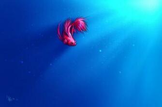 Displaying Image For Beta Fish Wallpaper