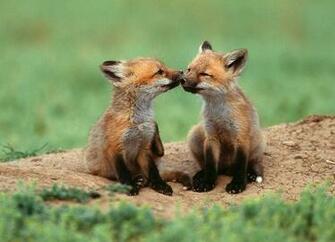 Baby Animals Background Desktop