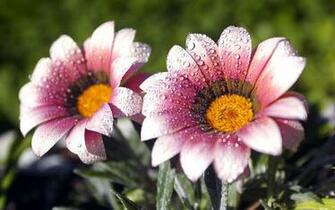 Morning Dew Wallpaper HD