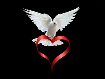 Doves Image Dove HD Wallpaper And Background Photos