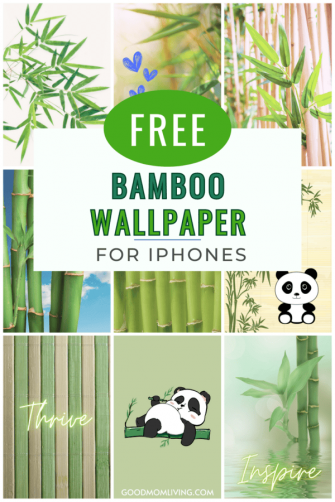 Bamboo Wallpaper iPhone HD For Mobile