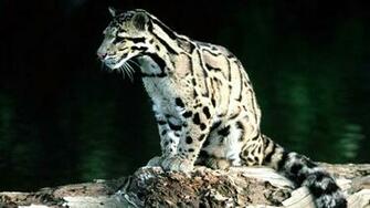 Animal Bing Wallpaper Microsoft Is A Powerful Search