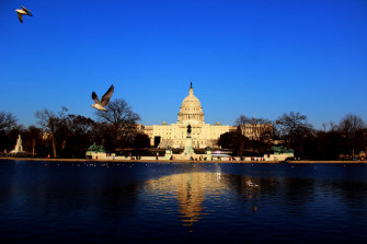 Birds Flying Wallpaper
