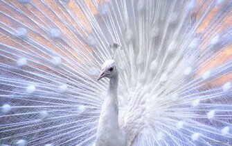 Wallpaper Animal Microsoft Exquisite Pictures