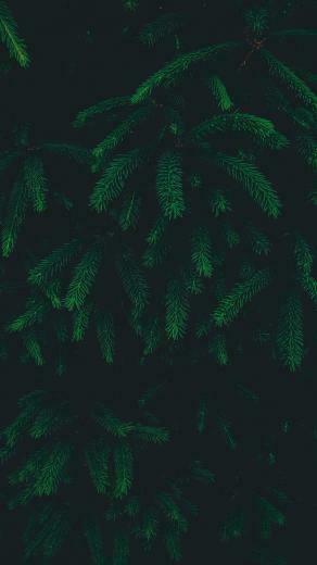 Green With Image Best Nature Wallpaper Dark