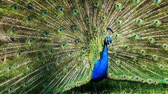 Peacock Or Peafowl Wallpaper Barbaras HD