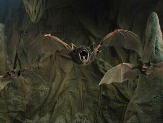 Vampire Bat Wallpaper HD In Animals Imageci