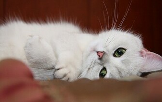 White Kitten Wallpaper And Image Pictures Photos
