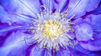 4k Wallpaper 5k Purple Clematis Flowers Macro