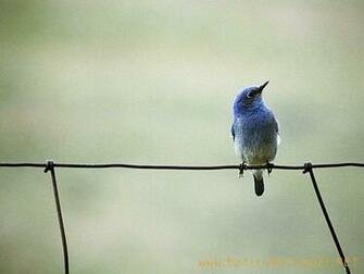 Blue Bird Wallpaper