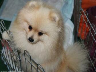 The Pomeranian Dog Desktop Wallpaper Pictures For Pc Mac