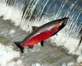 Coho Salmon Silver Oncorhynchus Kisutch Have