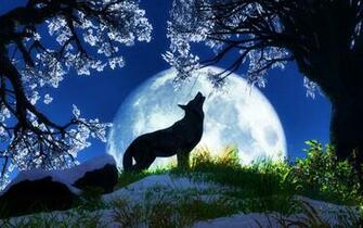 Beautiful Animal Wallpaper Random Image