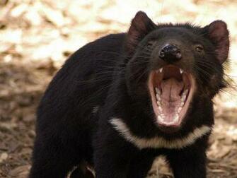 Tasmanian Devil Wallpaper