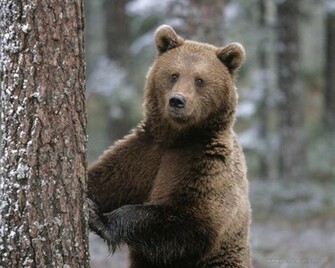 Brown Bear