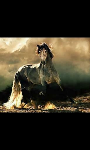 Bigger Arabian Horse Live Wallpaper For Android Screenshot
