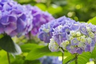 Hydrangea Computer Wallpaper Desktop Background Id