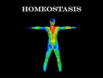 Ppt Homeostasis Powerpoint Presentation Id