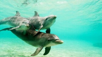 Dolphins Underwater Wallpaper