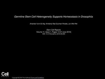 Germline Stem Cell Heterogeneity Supports Homeostasis In