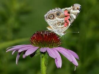 Brushfoot Butterfly Wallpaper
