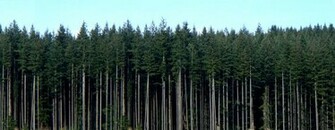 Texture Tall Pine Tree Background Vegetation Lugher