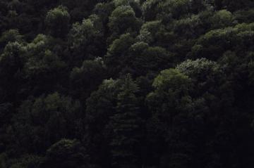Green Trees On Forest During Daytime Photo Image