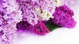 Purple Lilac Wallpaper