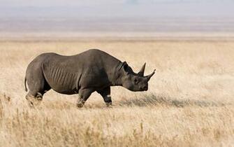 Rhino Wallpaper Wide HD Desktop Background Image