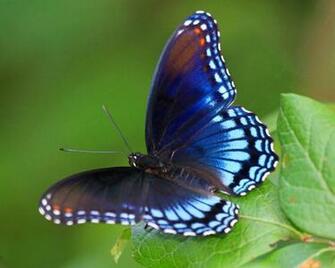 Best Top Desktop Butterflies HD Wallpaper