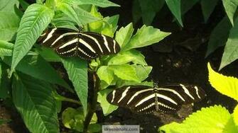 Wallpaper Zebra Zebra3 Butterflies Cat Image