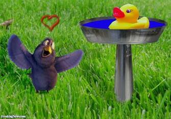 Love Birds Bird Bath Pics High