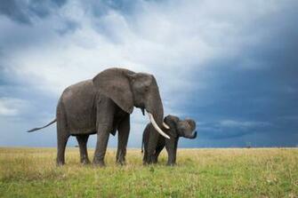 Cute Elephant Babies Photo Bestepics