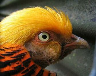 File Golden Pheasant Jpg Wikipedia