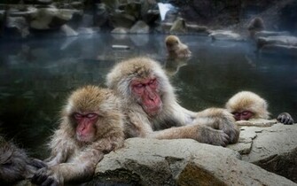 Sleeping Snow Monkeys Desktop Wallpaper