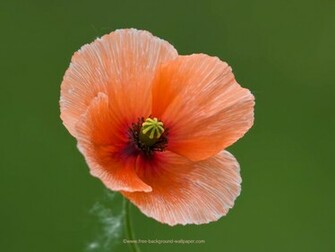 Pin Poppy Flowers Wallpaper