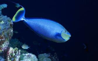 Deep Sea Animal Watch Them All Beautiful Wallpaper Of World