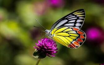Insects Butterfly On Flower Macro Picture Ultra HD Wallpaper For
