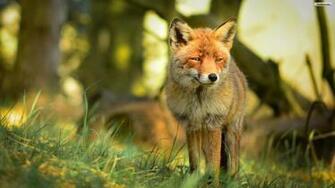 Youwall Cute Red Fox Wallpaper