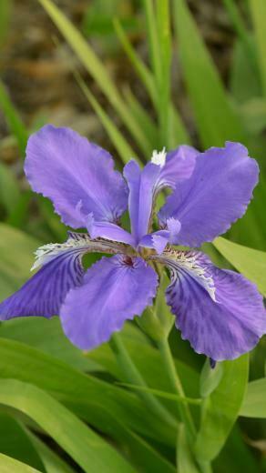 Purple Iris Nexus Wallpaper And Background