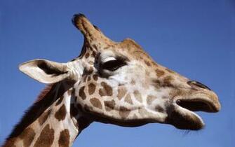 Africa Wildlife Wallpaper Desktop