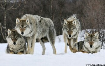 Wolf Wallpaper Black White And Grey Wolfs HD