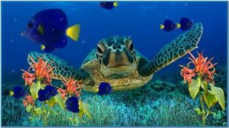 With S Screensaver Selected Screensavers Un Aquarium Here