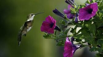 Image Birds Flowers Wallpaper Full HD